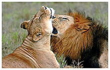 Load image into Gallery viewer, Serengeti-Metallbox
