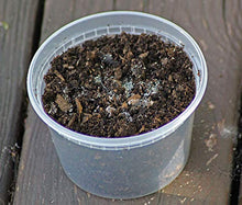 Load image into Gallery viewer, Ordinary Feed Co. Live Tropical White Springtails: Bioactive Cleanup Crew, Small Amphibian Food - Sphagnum Peat Moss Seeding Culture (16 oz)

