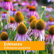 Load image into Gallery viewer, Herb Pharm Certified Organic Super Echinacea Liquid Extract for Active Immune System Support - 1 Ounce
