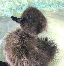 Load image into Gallery viewer, Taxidermy Baby Duck Duckling Cayuga Domestic (Pen Raised-Natural Death)

