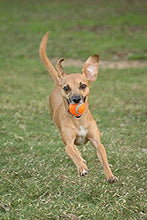 Load image into Gallery viewer, ChuckIt! Tennis Balls Small/Petite (2 Pack)
