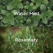 Load image into Gallery viewer, Kneipp Herbal Bath Oil Goodbye Stress Water Mint &amp; Rosemary, 3.4 Fl. Oz
