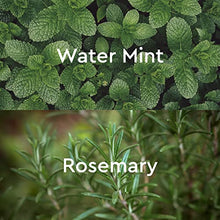 Load image into Gallery viewer, Kneipp Goodbye Stress Water Mint &amp; Rosemary Aromatherapy Body Wash, 250 mL
