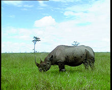 Load image into Gallery viewer, Serengeti-Metallbox
