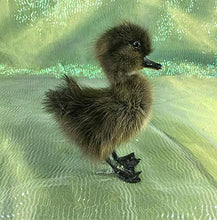 Load image into Gallery viewer, Taxidermy Baby Duck Duckling Cayuga Domestic (Pen Raised-Natural Death)
