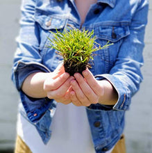 Load image into Gallery viewer, Zoysia Plugs - 100 Large Plugs, Drought Tolerant, Low Maintenance
