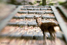 Load image into Gallery viewer, Lensbaby Composer Pro II with Sweet 50 Optic for Sony E
