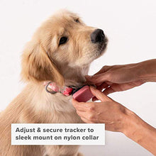 Load image into Gallery viewer, Whistle GO/GO Explore/Twist &amp; Go Pet Collars/See Me Pink/Medium-Large
