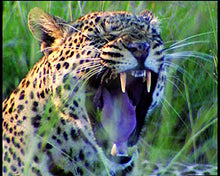 Load image into Gallery viewer, Serengeti-Metallbox
