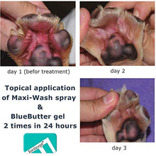 Load image into Gallery viewer, Forticept Blue Butter Antimicrobial Gel, Antiseptic Hydrogel Dogs Wound Care, Dogs &amp; Cats for Skin Infections, Rashes, Sores, Wounds, Burns | 4 OZ
