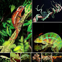 Load image into Gallery viewer, kathson Reptile Vines Plants Flexible Bendable Jungle Climbing Vine Terrarium Plastic Plant Leaves Pet Tank Habitat Decor for Bearded Dragons Lizards Geckos Snakes Hermit Crab Frogs and More Reptiles
