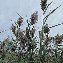 Load image into Gallery viewer, Dried Pampas Grass Decor - 40 Pcs Natural Pompas Floral/ Dried Pompous Grass Boho Plant for Flower Arrangements Wedding Home Decor(30 Pcs Brown Pampas Grass &amp; 10 Pcs Beige Pampas Grass)
