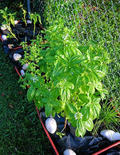 Load image into Gallery viewer, EarthPods Premium Garden Herbs &amp; Vegetable Plant Food – Easy Organic Fertilizer Spikes – 100 Count – Supports Healthy Root &amp; Leaf Growth (Great for Kitchen Herbs &amp; Lettuce Garden, Ecofriendly)
