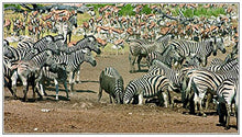 Load image into Gallery viewer, Serengeti-Metallbox
